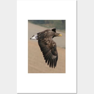 White tailed Eagle Posters and Art